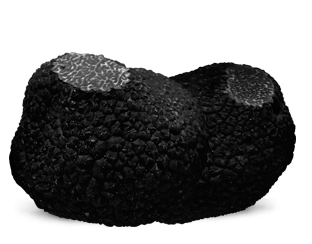 Trufas negras de invierno. Tuber Melanosporum