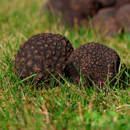 Trufas Negras de Invierno. Calidad Extra. Aragón Teruel. Tuber Melanosporum